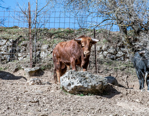 Un toro marrón encima de una piedra grande