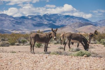 mule family grazing 