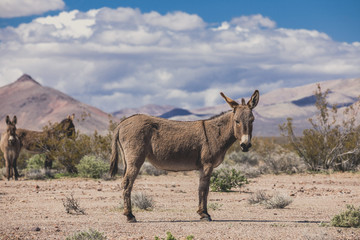 Mule in the desert