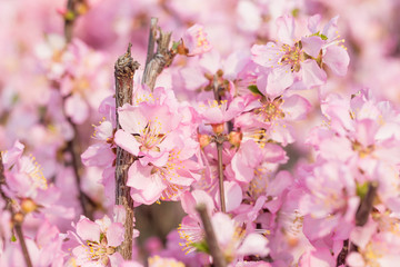 The peach blossoms blossom in the park in spring