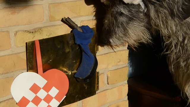Scottish Deerhound with pixie hat comes to get its morning present placed in a sock at the Christmas decorated smoke hatch of the fire place.