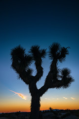 Joshua Trees in the deserts of California 
