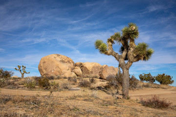 Fototapeta na wymiar Joshua Trees in the deserts of California 