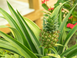 plant bromelia pineapple Ananus comosus Champaca