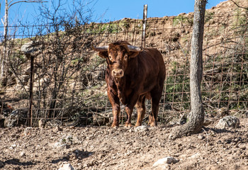 Un toro marrón en la sombra de un árbol 