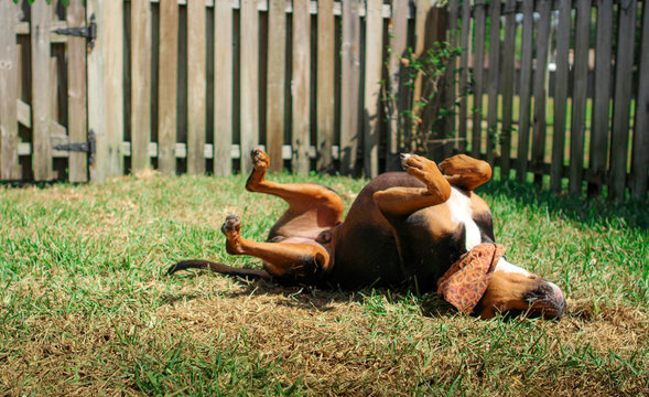 dog rolling in the grass