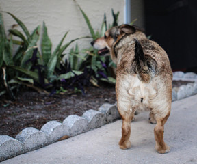 Dog Butt