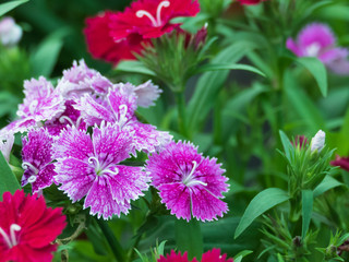 Fototapeta premium flowers carnation mixed colors ..