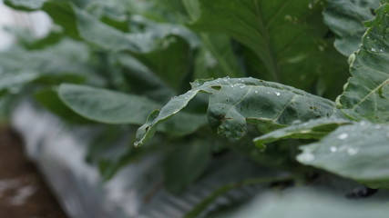 close up photo of tobacco leaves in the tobacco field in the morning