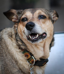 Naklejka na ściany i meble portrait of a dog smiling / rescue dog 