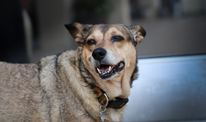 portrait of a dog smiling