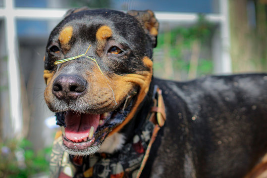 Goofy Dog 