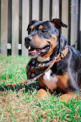 portrait of a dog laying in the grass