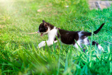 Obraz premium Fotos de lindos filhotinhos de gatos.
