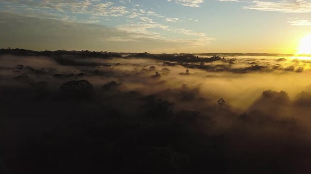 Sunrise in the jungle Cuyabeno Ecuador