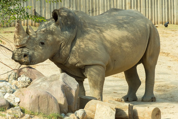 rhino posing before the camera