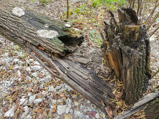 Árbol destruído por un rayo en el bosque