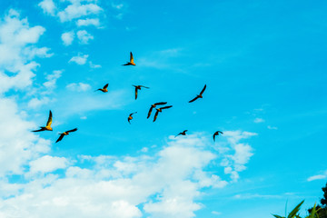 macaw flock