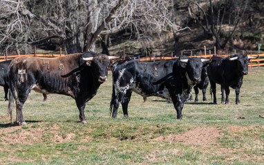 Varios toros están tranquilos en la dehesa