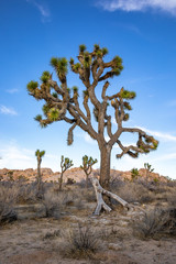 Joshua Trees in the deserts of California 