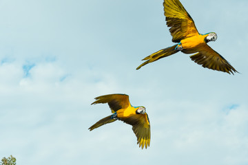 macaw couple flying together