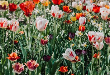 Fototapeta premium Garden of colorful tulips