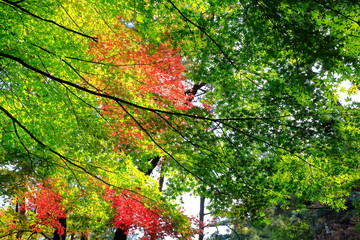 아름다운 가을 숲