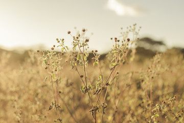 dry grass in sunset