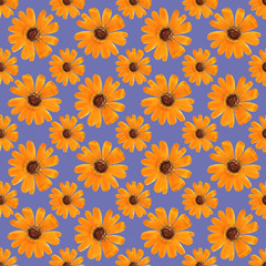 Marigold, calendula. Illustration, texture of flowers. Seamless pattern for continuous replication. Floral background, photo collage for textile, cotton fabric. For use in wallpaper, covers.