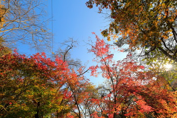 아름다운 가을 숲