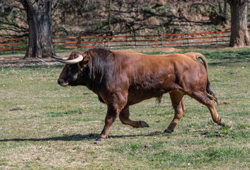 un toro marrón con el cuello negro anda tranquilo por la dehesa