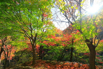 Fototapeta na wymiar 아름다운 가을 숲