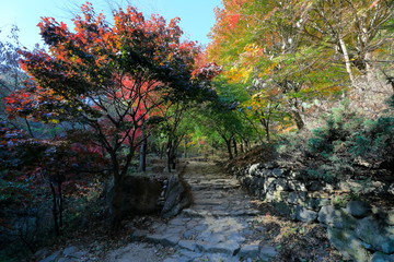 아름다운 가을 숲