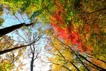 아름다운 가을 숲