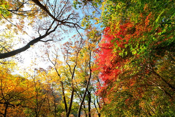 아름다운 가을 숲