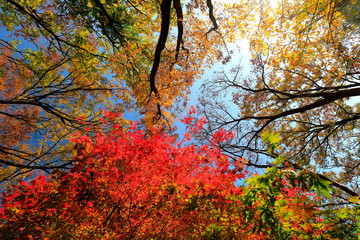 아름다운 가을 숲