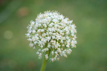 close up of a white flower