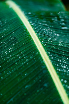 Rain teardrops on green banana tree leafs after rainy storm in Siargao, Philippines