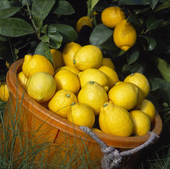 Many fresh ripe lemons in plastic basket under the lemon tree , Iwagi island Japan