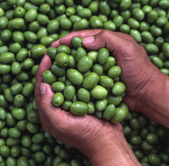 Close up of farmer's hands holding harvested fresh olives