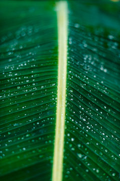 Rain teardrops on green banana tree leafs after rainy storm in Siargao, Philippines