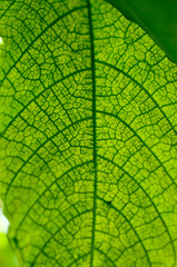 transparência e detalhe de folha verde