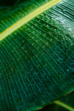 Rain teardrops on green banana tree leafs after rainy storm in Siargao, Philippines