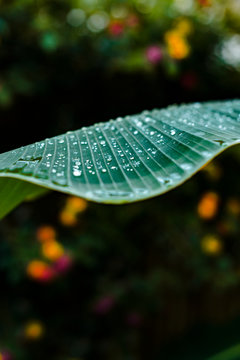 Rain teardrops on green banana tree leafs after rainy storm in Siargao, Philippines