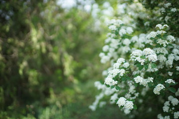 Bush cherry in bloom with small white flowers.