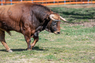 Un toro marrón y negro anda tranquilo por el campo