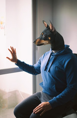 pinscher cuarentena covid-19