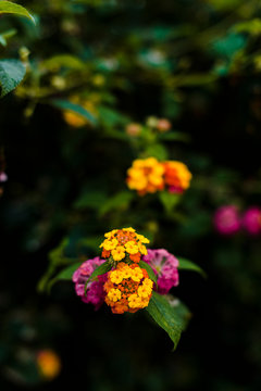 Colorful pink and orange tropical flowers after rainy storm in Siargao, Philippines