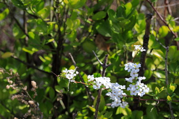 하얀 싸리꽃이 보이는 아름다운 풍경