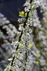 하얀 싸리꽃이 보이는 아름다운 풍경